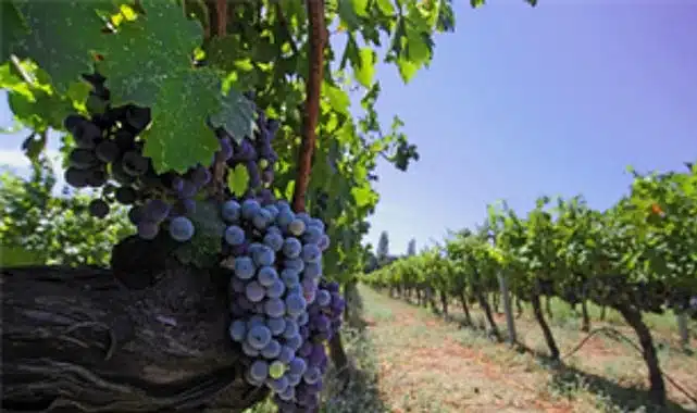 İzmir bağcılık mirasını koruyan Iter Vitis Rotası’na katıldı