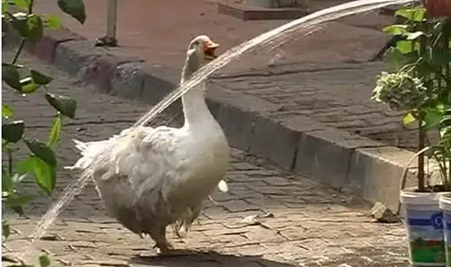 Kadıköy’ün Maskotu Rodi Yeniden Çarşı’da