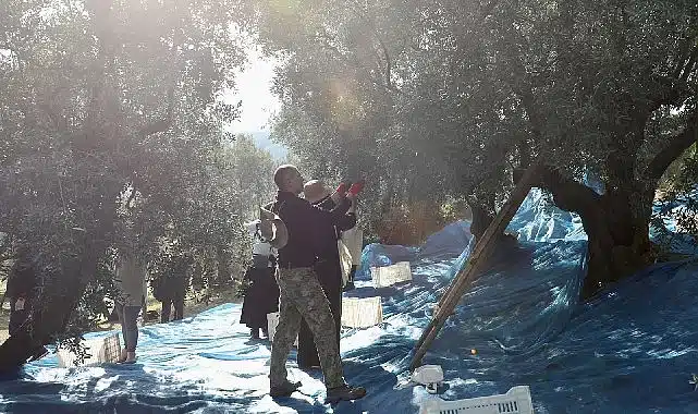 Mudanya’da Zeytin Hasadı sezonu başladı