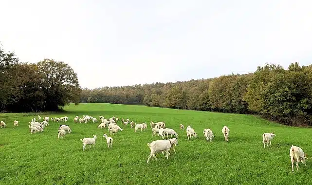 Süt otu desteği meraları berekete kavuşturdu