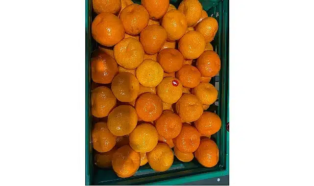 Mandalina ihracatı tarih yazıyor