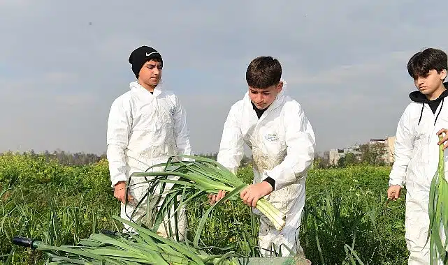 Osmangazi’de Pırasa Hasadıyla Doğallık Sofralara Taşınıyor