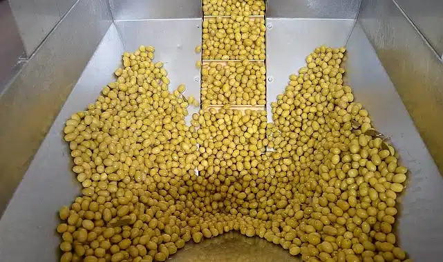 Zeytin ve zeytinyağı sektöründe güçler URGE Projesi’nde birleştirilecek