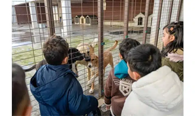 86 bin tedavi, 13 bin kısırlaştırma