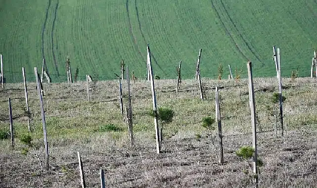 3 yılda 7 bin 761 fidan dikildi
