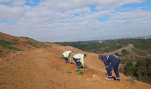 Gebze’de 4 bin 500 sedir ağacı toprakla buluştu