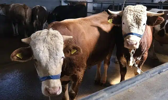 İnegöl Belediyesi Hayvan Pazarının Kotra İhale Tarihi Belli Oldu