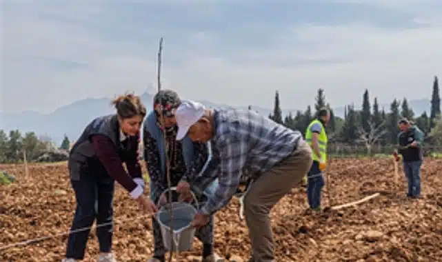Kesilen cevizlerin yerine umut filizlendi
